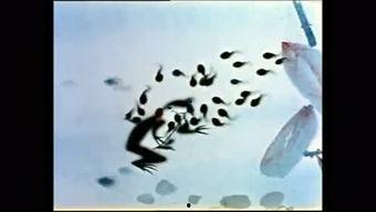 蝌蚪67194在线视频