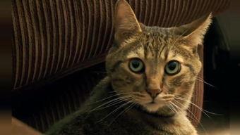 丁香猫咪在线视频播放,丁香猫咪在线视频播放精选