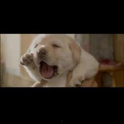 人犬在线视频,温馨视频背后的感人故事